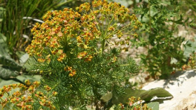 Euphorbia cyparissias ed Euphorbia sp.